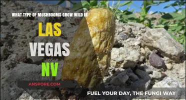 Exploring Las Vegas' Wild Mushroom Varieties: A Desert Foraging Guide