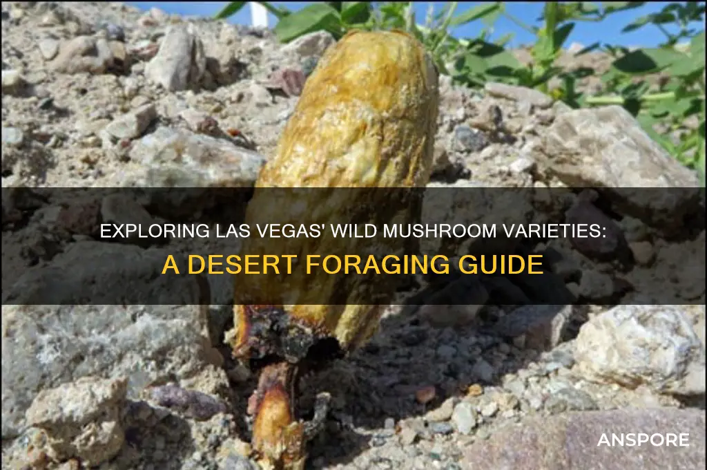 what type of mushrooms grow wild in las vegas nv