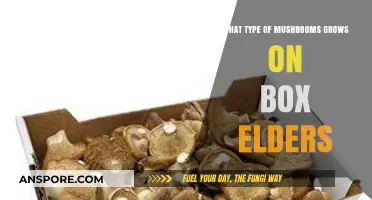 Box Elder Mushrooms: Identifying Fungi Species Growing on These Trees