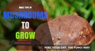 Best Mushroom Varieties for Home Cultivation: A Beginner's Guide
