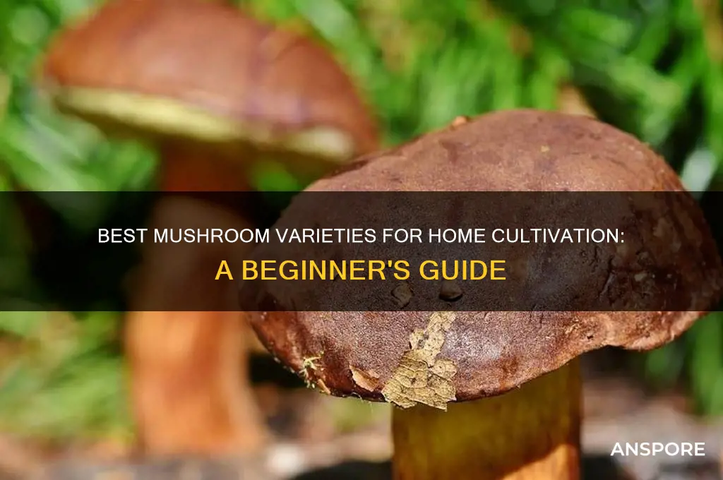 what type of mushrooms to grow