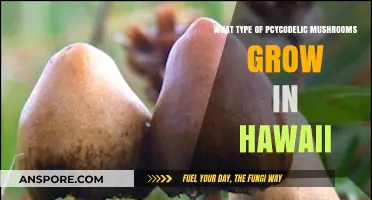 Exploring Hawaii's Psychedelic Mushrooms: Species, Habitat, and Legal Insights