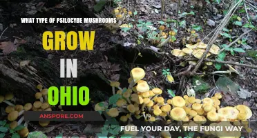 Ohio's Psilocybe Mushrooms: Varieties, Habitats, and Identification Guide