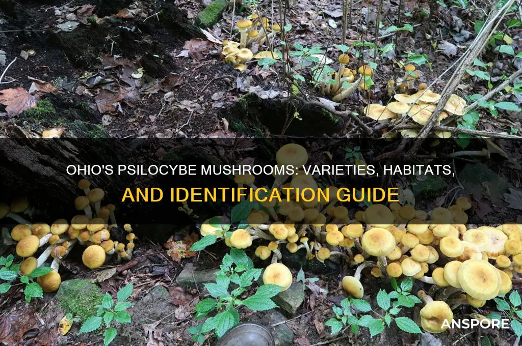 what type of psilocybe mushrooms grow in ohio