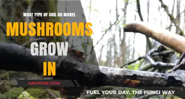 Where to Find Morel Mushrooms: Ideal Soil Types Explained