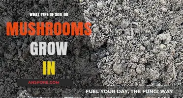 Best Soil Types for Growing Mushrooms: A Comprehensive Guide