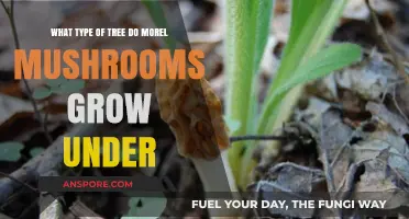 Discovering Morel Mushrooms: Preferred Tree Species for Optimal Growth