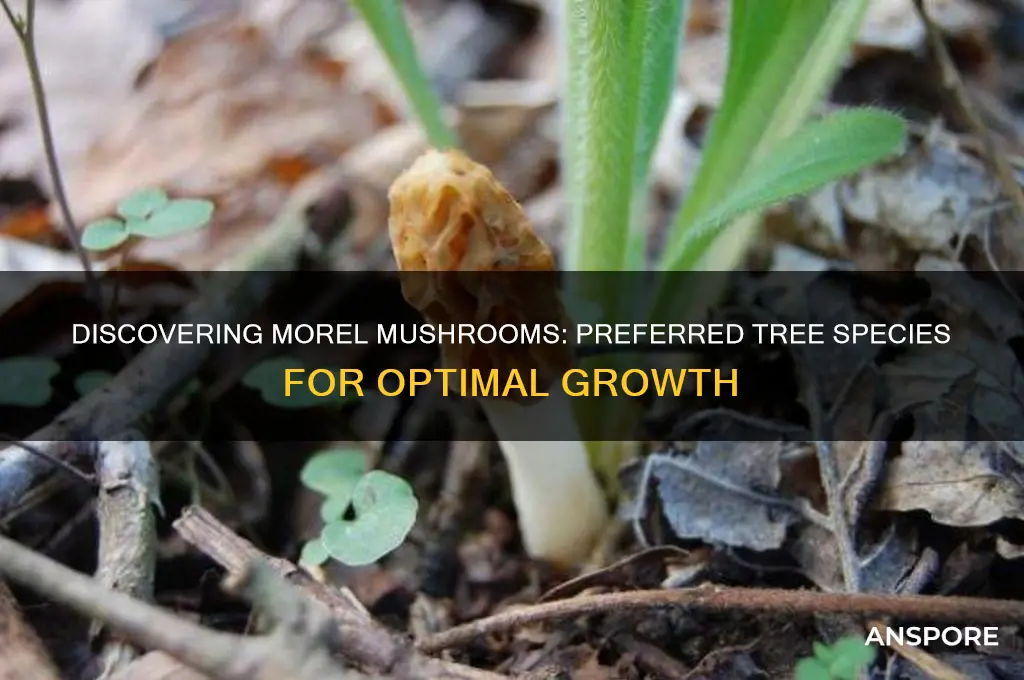 what type of tree do morel mushrooms grow under