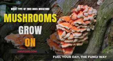 Moisture-Loving Mushrooms: Which Tree Species Foster Their Growth?