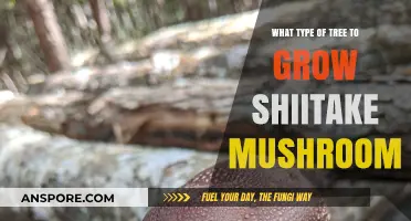 Best Trees for Growing Shiitake Mushrooms: A Comprehensive Guide