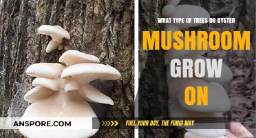 Discovering the Ideal Trees for Oyster Mushrooms to Thrive On