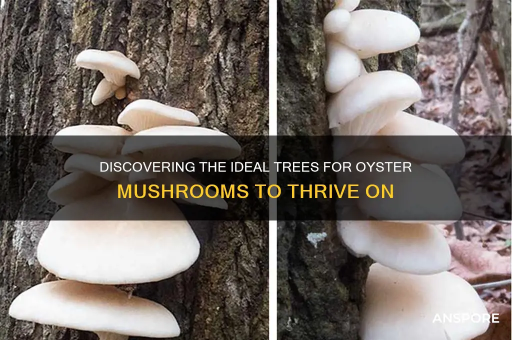 what type of trees do oyster mushrooms grow on