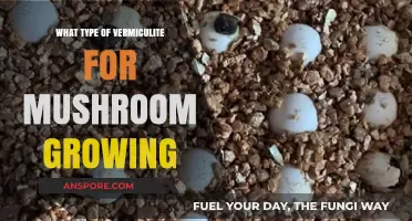 Choosing the Right Vermiculite for Successful Mushroom Cultivation