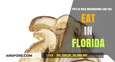 Florida's Edible Wild Mushrooms: A Guide to Safe Foraging