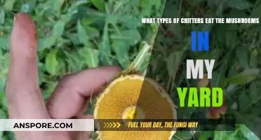 Mushroom Munchers: Identifying Yard Critters That Feast on Fungi