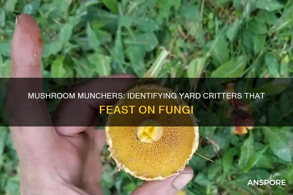 what types of critters eat the mushrooms in my yard