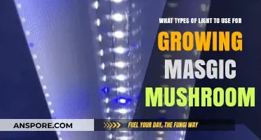 Best Lighting Options for Cultivating Magic Mushrooms Successfully