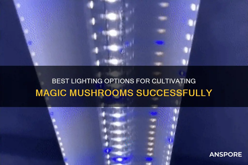what types of light to use for growing masgic mushrooms