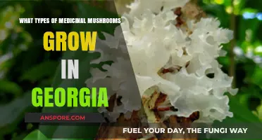 Georgia's Medicinal Mushrooms: Exploring Varieties and Their Healing Benefits