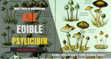 Exploring Edible Psilocybin Mushrooms: Safe Varieties and Identification Tips