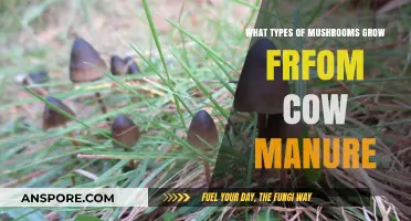 Mushrooms Thriving in Cow Manure: Varieties and Cultivation Tips