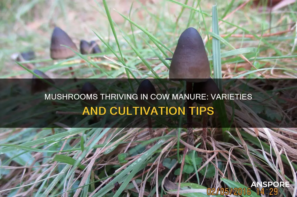what types of mushrooms grow frfom cow manure