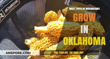 Exploring Oklahoma's Diverse Mushroom Varieties: A Forager's Guide