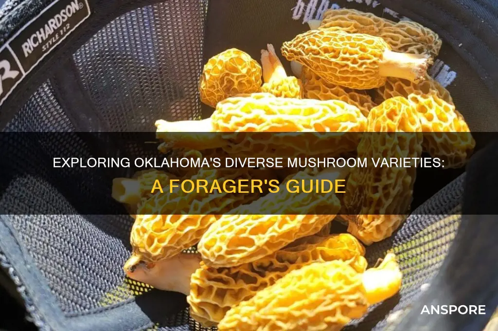 what types of mushrooms grow in oklahoma