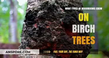 Birch Tree Mushrooms: Exploring Varieties Growing on Birch Trees