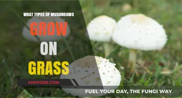 Common Mushroom Varieties Found Growing Naturally on Grass Lawns