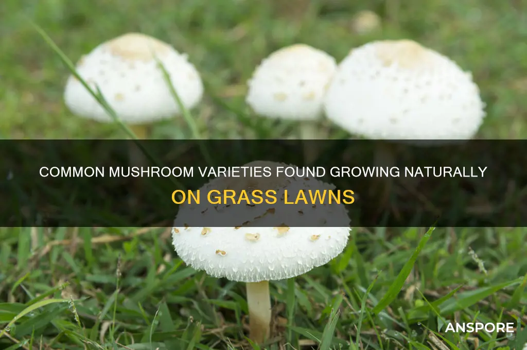what types of mushrooms grow on grass