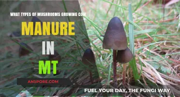 Mushroom Varieties Thriving in Montana's Cow Manure: A Guide