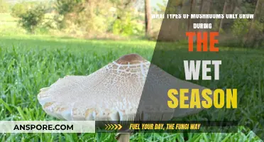 Rain-Loving Fungi: Mushrooms That Thrive Only in Wet Seasons