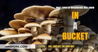 Bucket Mushroom Gardening: Varieties That Thrive in Confined Spaces
