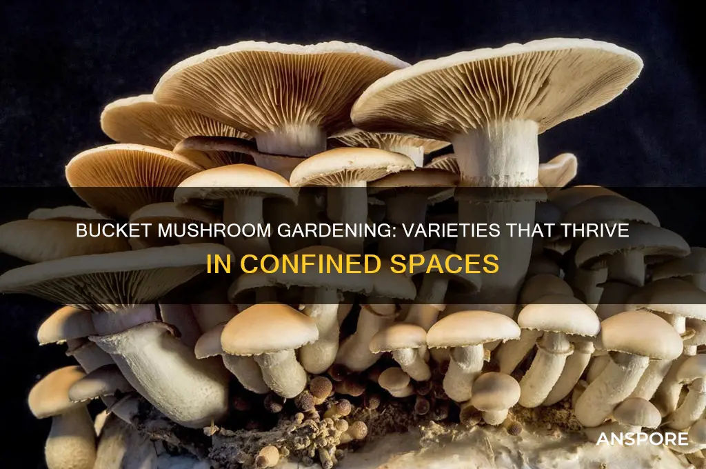 what types of mushrooms will grow in a bucket