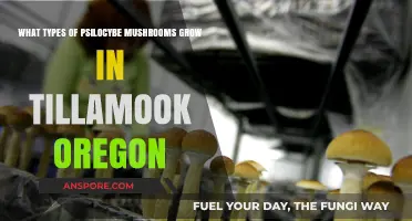 Exploring Tillamook's Psilocybe Varieties: A Guide to Local Mushrooms