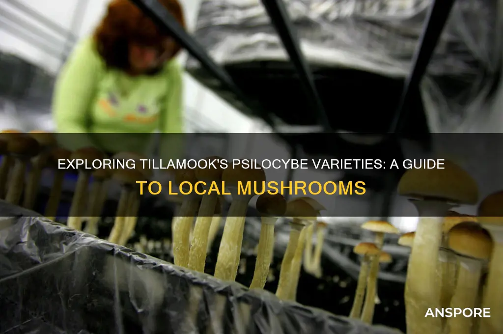 what types of psilocybe mushrooms grow in tillamook oregon