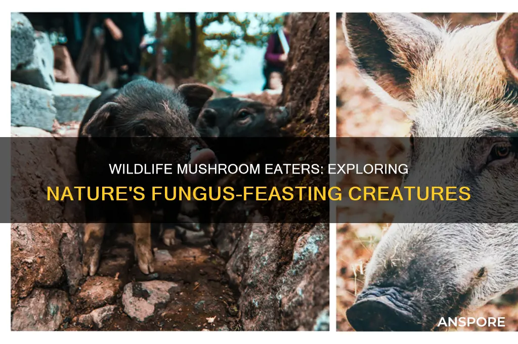 what types of wildlife eat mushrooms