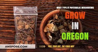 Exploring Oregon's Psychedelic Mushrooms: Varieties and Where They Thrive