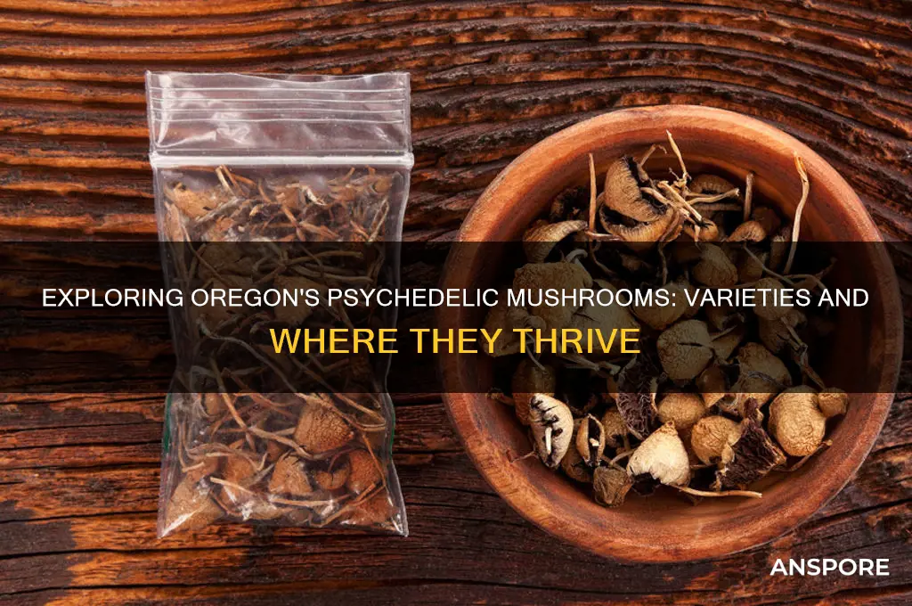what typs if phycodelic mushrooms grow in oregon