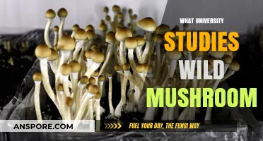 Mushroom Studies: Which Universities Explore the Wild?