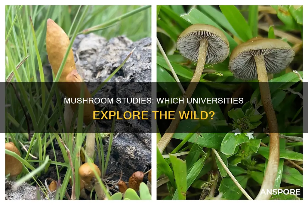 what university studies wild mushrooms