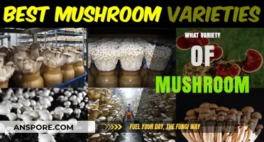 Mushroom Varieties: A Tasty and Healthy Exploration
