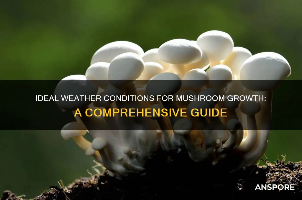 what weather conditions are good for mushrooms