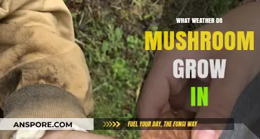 Ideal Weather Conditions for Mushroom Growth: A Comprehensive Guide