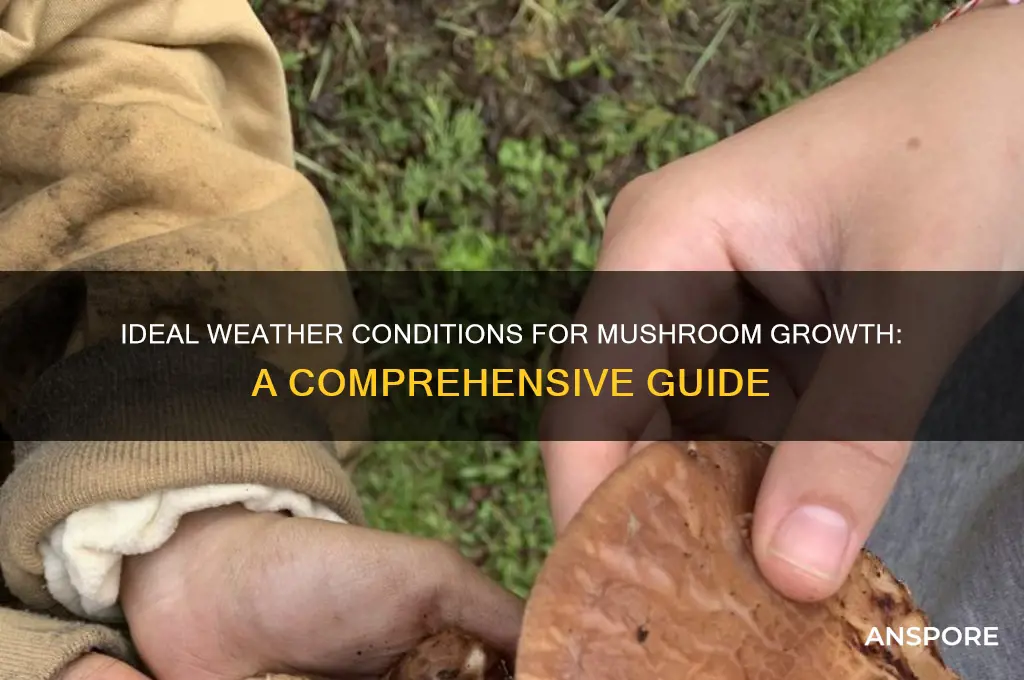 what weather do mushrooms grow in