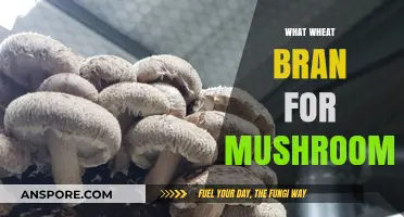 Wheat Bran: A Mushroom Superfood