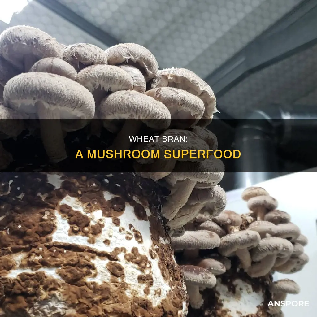 what wheat bran for mushrooms