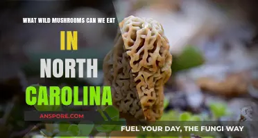 Exploring Edible Wild Mushrooms in North Carolina: A Forager's Guide