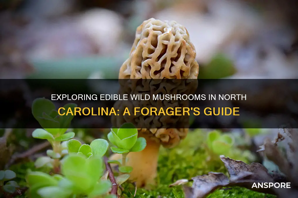 what wild mushrooms can we eat in north carolina